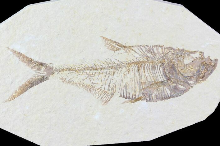 Diplomystus Fossil Fish - Wyoming #81446
